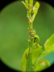 Nymph of Asian citrus psyllid injure on young lemon bud.