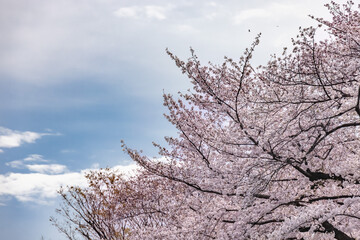 ピンク色の花びらが綺麗な満開の桜