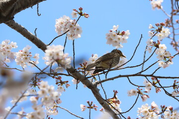 春の公園に咲くソメイヨシノのサクラの枝に止まるヒヨドリ