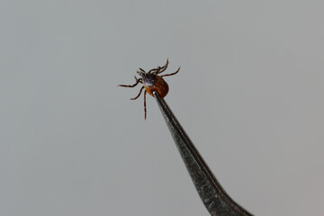 photo with dangerous insect parasite tick clamped in metal tweezers