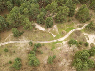 Dirt road among pine trees in a coniferous forest in early spring. Aerial drone view.