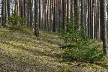 A small green spruce on a hillside in a pine forest against the backdrop of tree trunks, sunlight passing through the upper branches and falling on the green moss creates natural contrasting lighting.