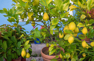citrus plant with many ripe fruit, mediterranean garden with blue house front