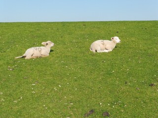 Obraz premium Schafe auf Deich