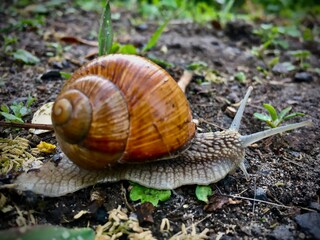 snail on a leaf