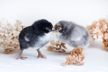 Two newborn chickens with black and gray fluff on a white surface against a background of dry hydrangea