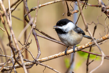 Obraz premium Chickadee Eating
