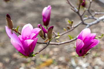 Pretty Magnolia Blooms