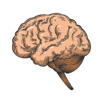 Human brain sketch engraving raster