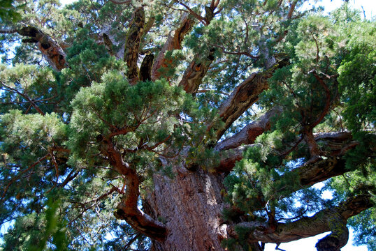 close up on giant sequoia in Marposa Grove in Yosemite National Park
