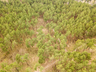 Pine trees in a coniferous forest in early spring. Aerial drone view.