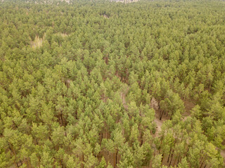 Pine trees in a coniferous forest in early spring. Aerial drone view.