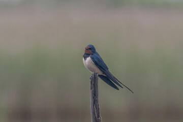 Close up photo of Barn swallow (Hirundo rustica)