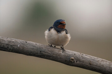 Close up photo of Barn swallow (Hirundo rustica)