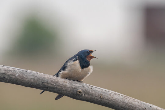 Close up photo of Barn swallow (Hirundo rustica)