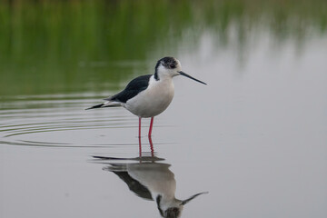 The black-winged stilt (Himantopus himantopus) bird on salt lake
