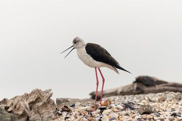 The black-winged stilt (Himantopus himantopus) bird on salt lake