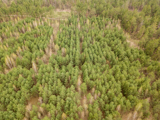 Pine trees in a coniferous forest in early spring. Aerial drone view.