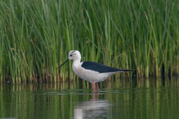 The black-winged stilt (Himantopus himantopus) bird on salt lake