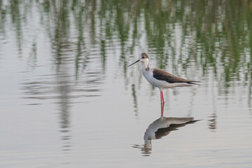 The black-winged stilt (Himantopus himantopus) bird on salt lake