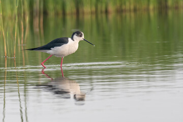 The black-winged stilt (Himantopus himantopus) bird on salt lake