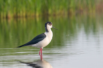 The black-winged stilt (Himantopus himantopus) bird on salt lake