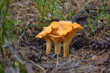 Three chanterelle mushrooms in the forest (Cantharellus cibarius). Cantharellus. Fresh organic...