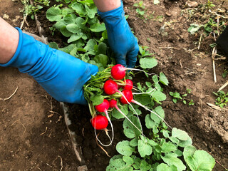 Red radish was collected from the garden. Natural product. Environmentally friendly products. First harvest.