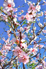 Almond Flower Bloom - Nature Photography