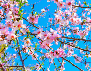 Almond Flower Bloom - Nature Photography