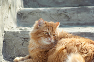 Naklejka na ściany i meble A stray cat laying on stairs outside