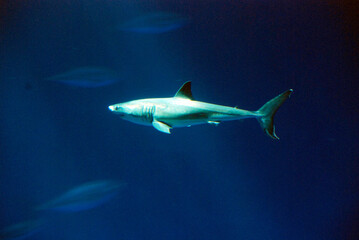 shark swimming alone in deep blue water