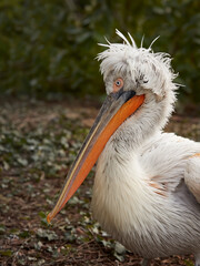 Close up of a  Dalmatian pelican Pelicanus crispus