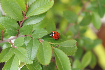 beautiful red ladybug leaf photo