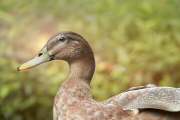 Close up portrait of a mallard