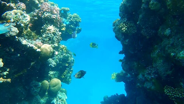 Colorful tropical fish swims near beautiful coral reef on the blue water in sun rays. Underwater life in the ocean. Camera moving forwards. (4K-60pfs)