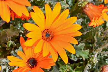 Osteospermum - Orange Daisy África
