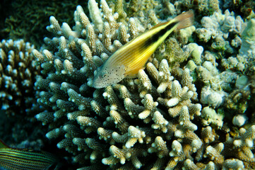 Hawkfish