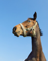 Close up portrait of a horse from a frog perspective