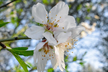 Almond Flower Bloom - Nature Photography