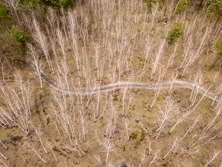 Forest in early spring. Aerial drone view.