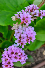 Alyssum Flower Blossom - Nature Photography