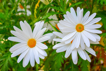 Chamomile flowers close-up