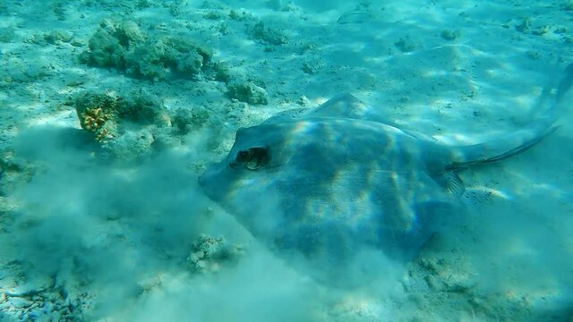 Close-up of Stingray looking for food in shallow water coral reef. Сowtail Weralli stingray (Pastinachus sephen) 4K-60pfs