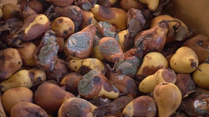 A pile of rotten, moldy pears. Mildew on Fruits. Food loss and waste. Damage to the fruit crop
