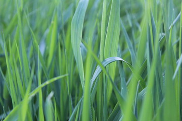 green grass background view from the side close up
