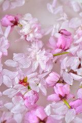 Floral background from sakura flowers in water.