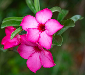 pink  adenium or desert rose flower