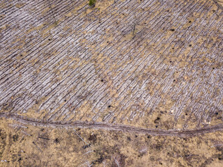 Forest in early spring. Aerial drone view.