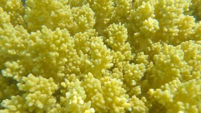 Details of the soft coral polips. Extreme close-up of the soft coral polips on the reef. Natural underwater background. Broccoli coral (Litophyton arboreum) 4K-60pfs